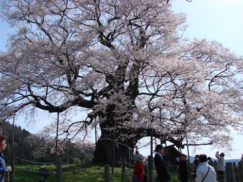 Daigo-zakura 